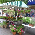 Whitchurch (Shropshire) Gardeners' Market - Saturday 24th May 2014